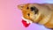 Portrait of Shiba Inu with Santa Claus Hat.