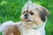 Portrait Shih tzu dog lying on grass