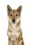 Portrait of a Shikoku dog a japanese breed looking at the camera on a white background