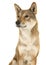 Portrait of a Shikoku dog looking away to the left isolated on a white background