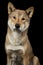 Portrait of a Shikoku dog looking at the camera on a black background