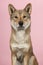 Portrait of a Shikoku dog looking at the camera on a pink background