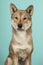Portrait of a Shikoku dog looking at the camera on a turquoise blue background