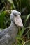 Portrait of shoebill