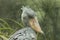 Portrait of shoebill