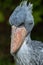 Portrait of a Shoebill Bird