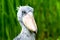 Portrait shoebill stork