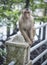 Portrait shof of the behavior rhesus macaques monkey