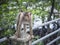 Portrait shof of the behavior rhesus macaques monkey