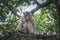 Portrait shof of the behavior rhesus macaques monkey