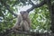 Portrait shof of the behavior rhesus macaques monkey