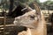 Portrait of a shorn llama