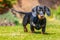 Portrait of a short haired black and tan miniature Dachshund puppy standing looking at the camera on grass seen at eye level