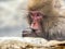 Portrait shot of an adult Japanese macaque