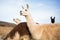 Portrait shot of cute llamas in the wild - perfect for background