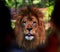 Portrait shot of the face of a Barbary lion looking at camera