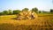 Portrait shot of Indian peasant farmer collecting Mustard or Brassica plants in agriculture farmland