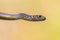 Portrait shot of juvenile large Whip Snake