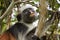 Portrait shot of red colobus monkey in Jozani forest national park