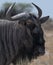 Portrait shot of a wildebeest in the Nxai Pan National Park of Botswana
