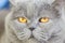 Portrait of shothair gray british cat