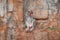 Portrait of a shy macaque sitting on a small ledge on a sheer stone cliff. Primate female