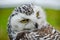 Portrait of a shy Snowy Owl Bubo Scandiacus