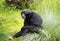 Portrait of a Siamang