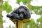 Portrait of a Siamang