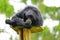 Portrait of a Siamang