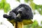 Portrait of a Siamang