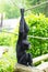 Portrait of a Siamang