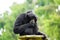 Portrait of a Siamang