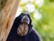 Portrait of a siamang gibbon