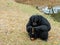 Portrait of Siamang Gibbon sitting