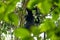 Portrait of a Siamang monkey swinging in a tree. An arboreal black-furred gibbon hanging in the tree in Malaysia. close up face