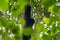 Portrait of a Siamang monkey swinging in a tree. An arboreal black-furred gibbon hanging in the tree in Malaysia. Side view