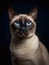 Portrait of a siamese cat with blue eyes on a black background