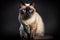 Portrait of a siamese cat with blue eyes. Close Up of the pet on a wide black dark background looks directly at the camera.