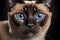 Portrait of a siamese cat with blue eyes. Close Up of the pet on a wide black dark background looks directly at the camera.