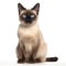 Portrait of a Siamese cat, known for its distinctive color points and striking blue almond-shaped eyes