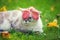 Portrait of the Siamese cat with leaf on the head