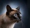 Portrait of a Siamese cat over a dark background