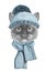 Portrait of Siamese Cat with scarf and hat.