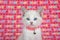 Portrait of a Siamese mix kitten wearing a pink collar, pink LOVE blanket background