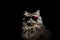 Portrait Siberian Cat With Heart Shaped Sunglasses Black Background