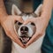 portrait Siberian grey husky dog stands with heart out of hand