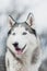 Portrait of Siberian Husky on background forest