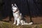 Portrait of Siberian Husky black and white color