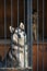 Portrait of a Siberian Husky with blue eyes sitting locked in a cage.